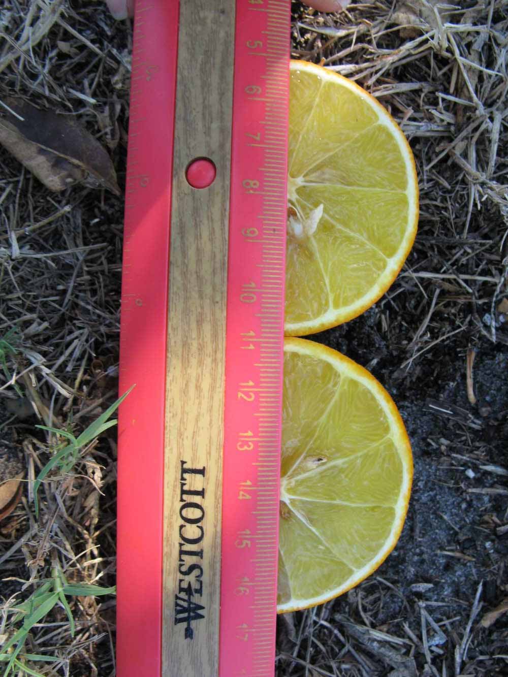              Fruit cross-section (Winter Haven, FL)       
